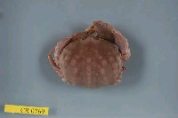 藏品(小型饅頭蟹)的圖片